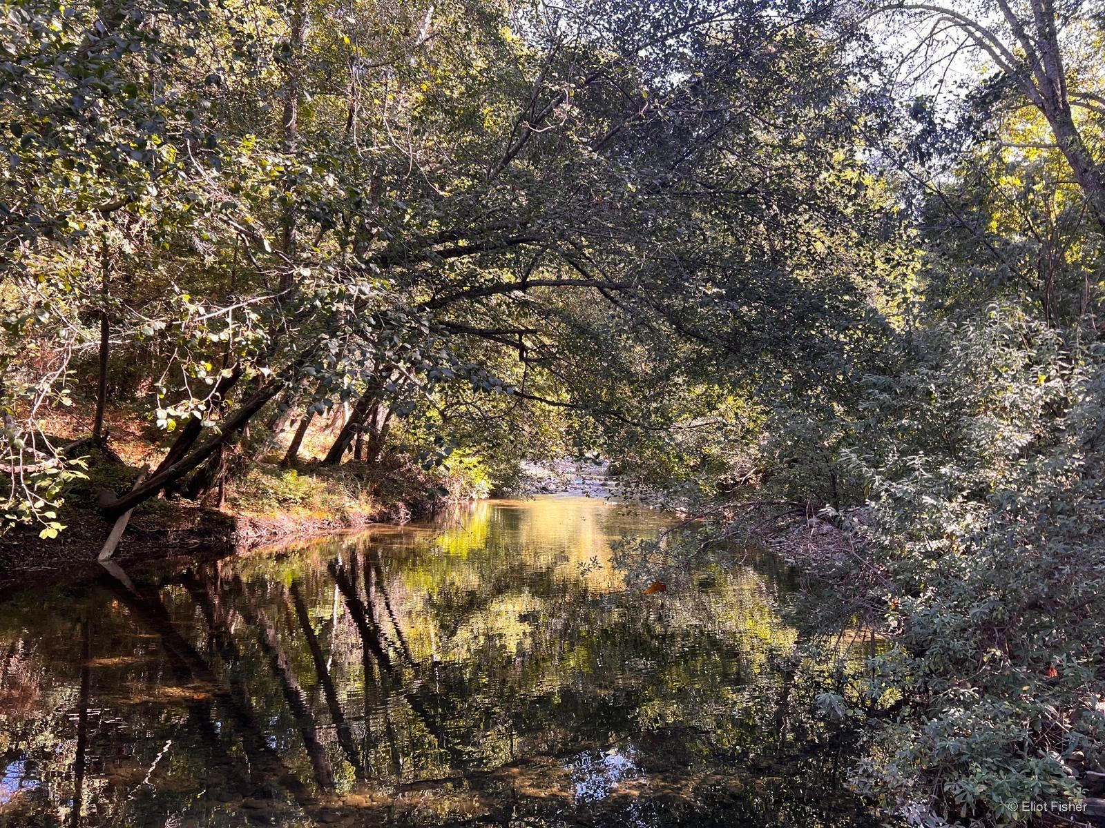 Eliot Fisher’s photograph of a creek beneath overhanging trees