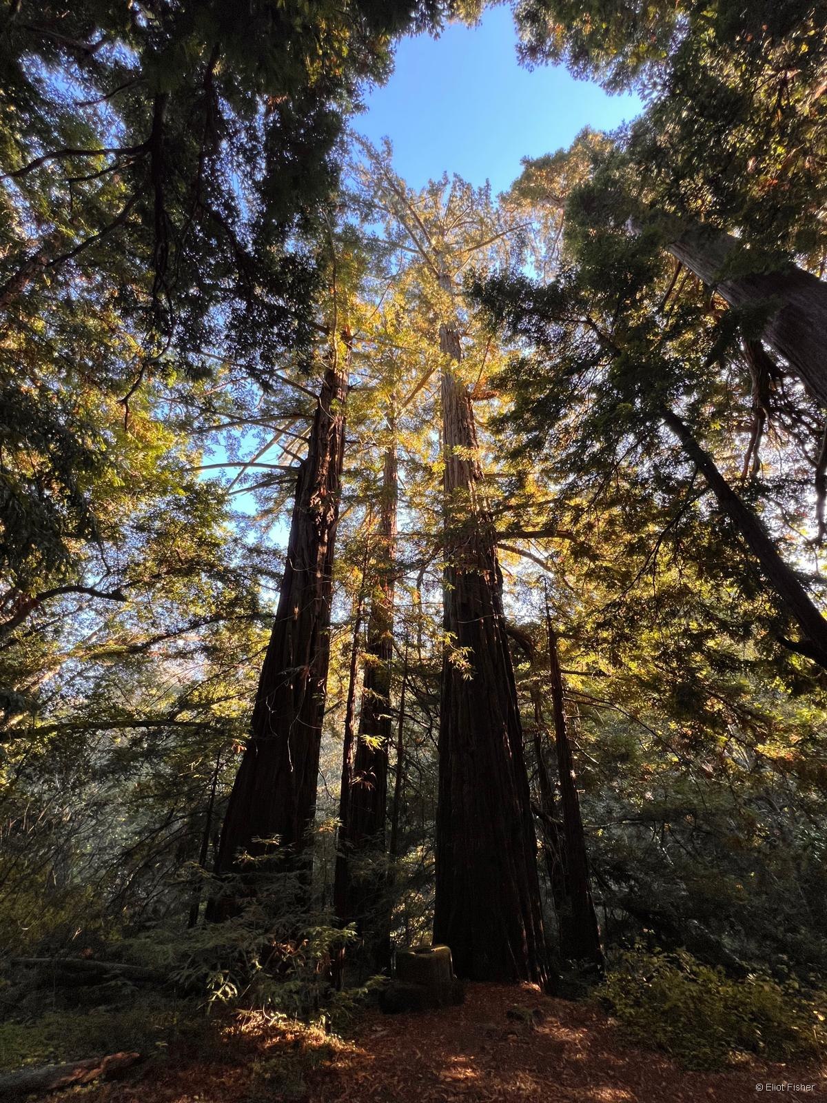 Eliot Fisher’s photograph looking up through a redwood canopy