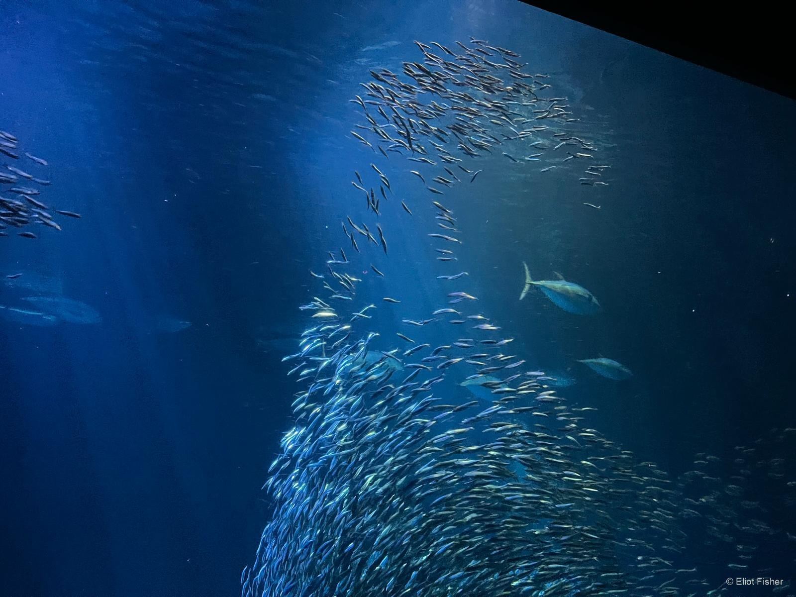Eliot Fisher’s photograph of a school of sardines turning together in blue water