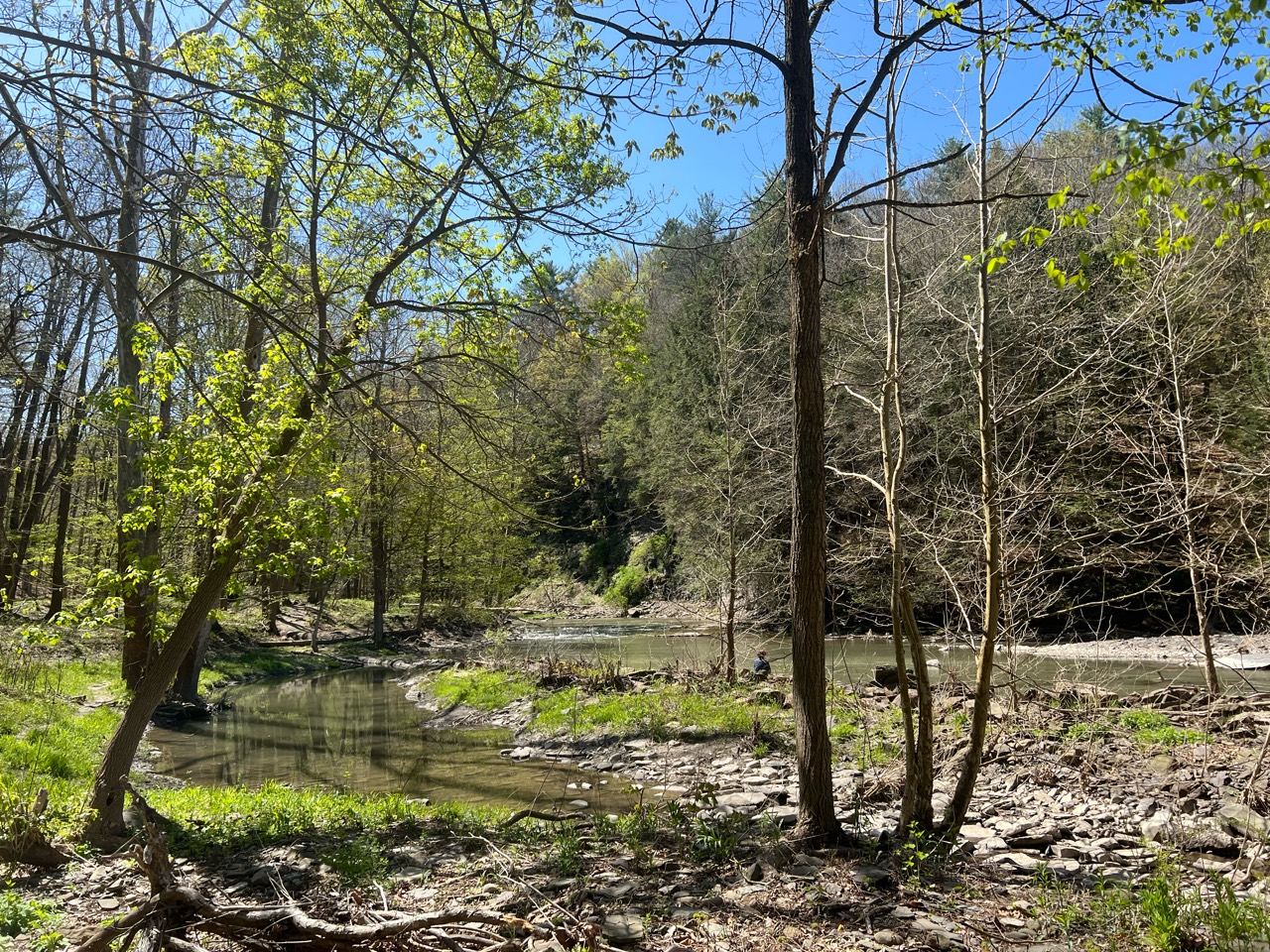 Eliot Fisher’s photograph of a woodland stream in spring